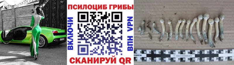 Псилоцибиновые грибы MAGIC MUSHROOMS  сайты даркнета как зайти  Междуреченск  что такое наркотик 