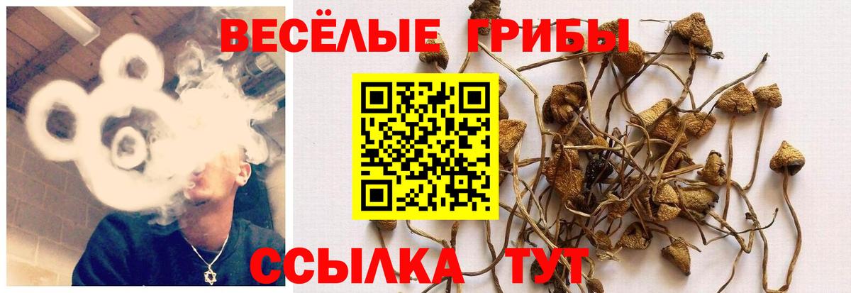 Галлюциногенные грибы MAGIC MUSHROOMS  Вход с VPN  Междуреченск 